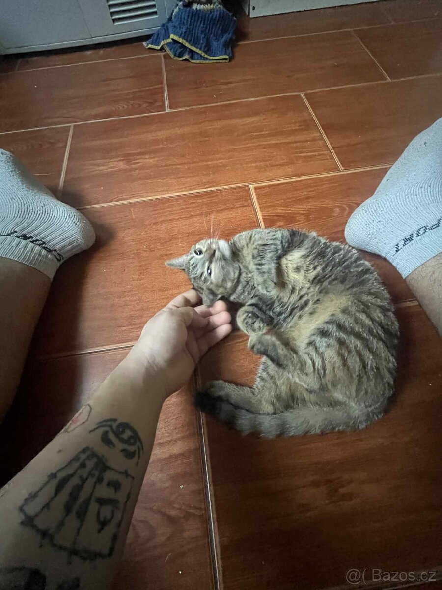 Daruji kocourka a dvě kočičky - 2