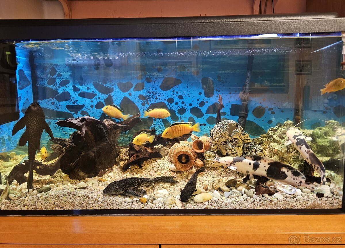 Akvárium 200l se vším příslušenstvím. - 2