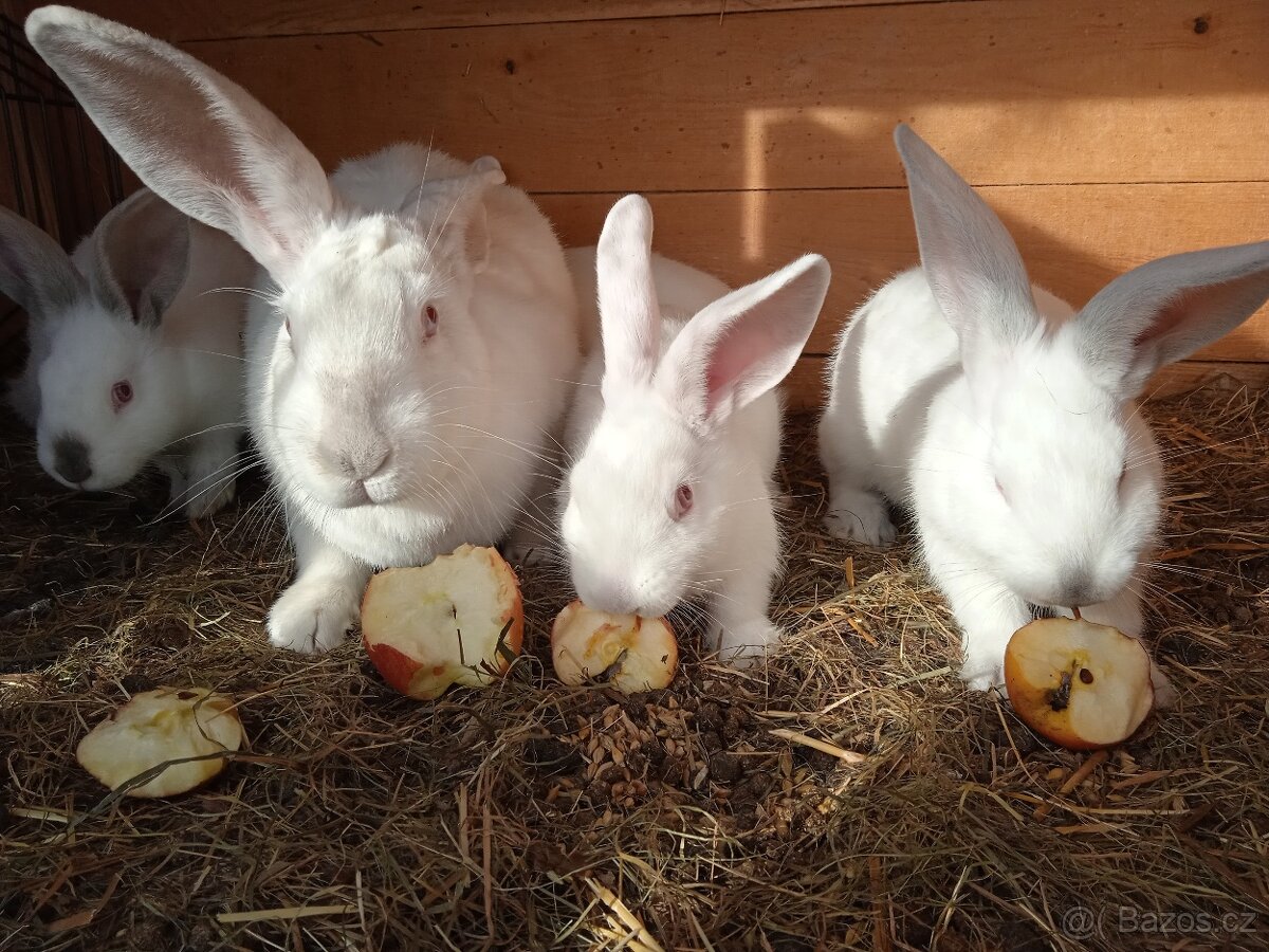 Králíci na maso - 2