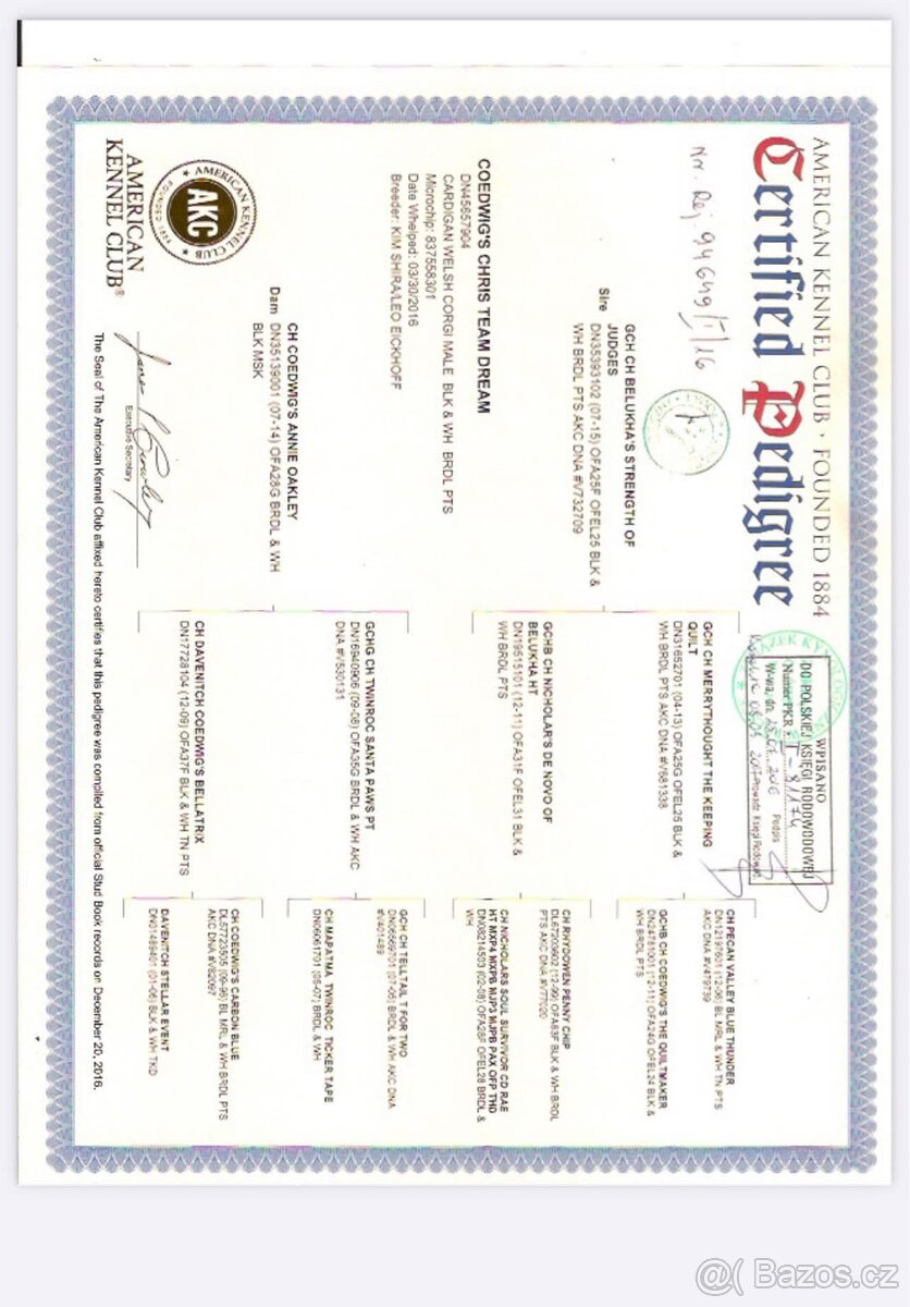 Welsh corgi cardigan s PP- posledni pejsek volný - 2