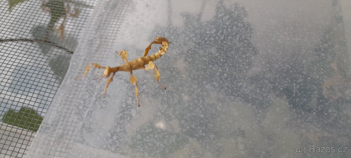 Strašilka australská - 2