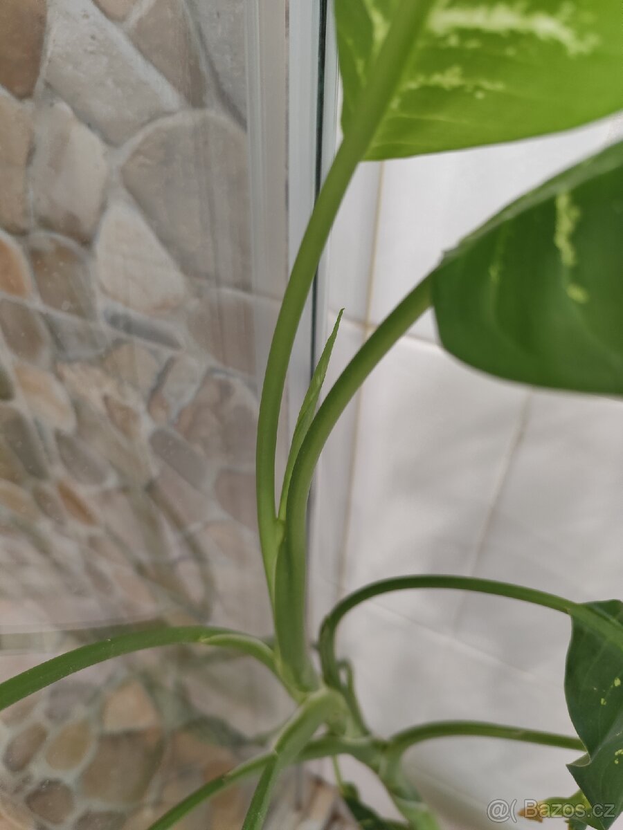 Dieffenbachia, difenbachie - 2