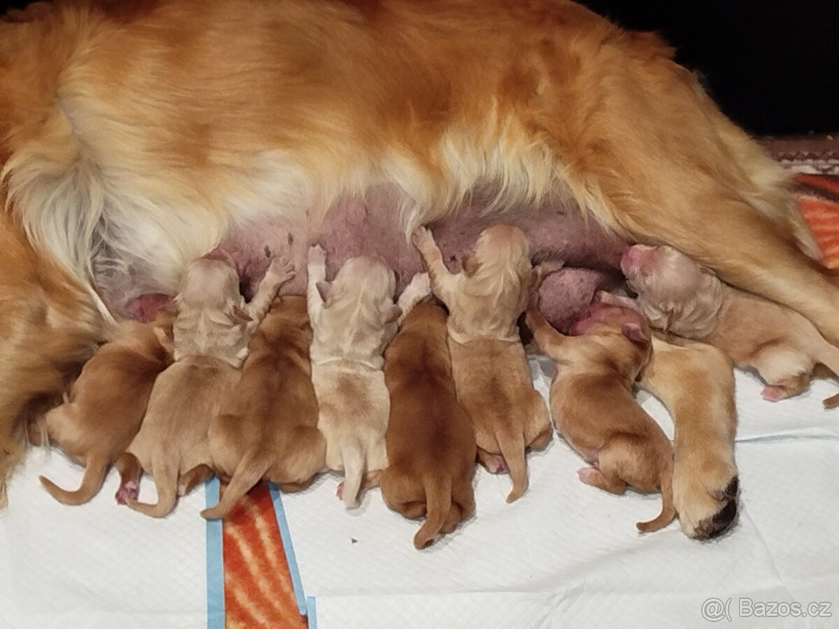 Zlatý Retrívr / Golden Retrívr s PP - 2