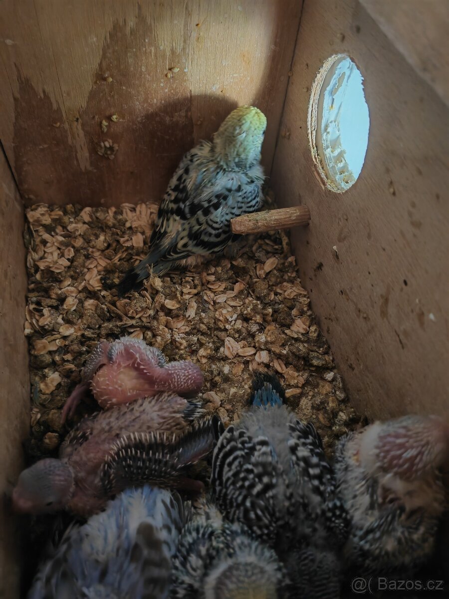 Andulka vlnkovaná - 2