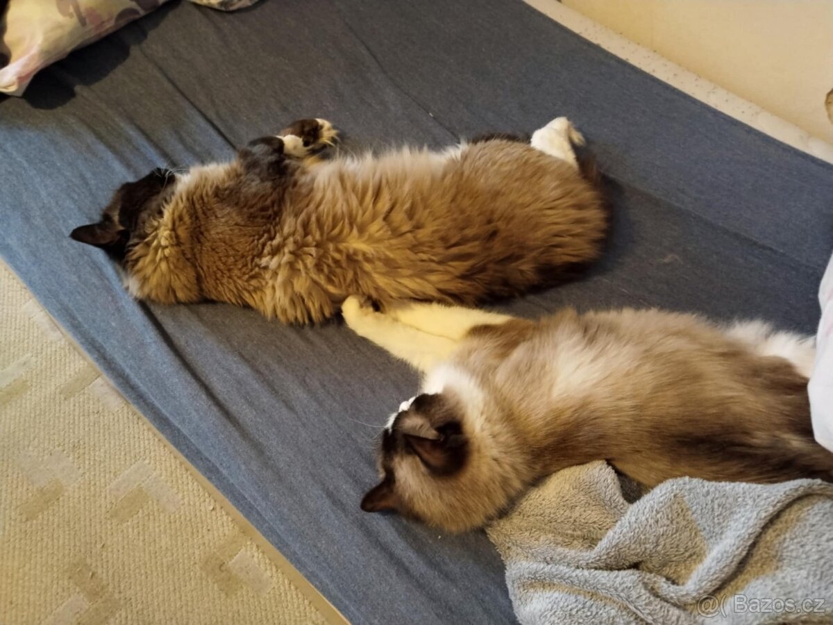 Přijímáme rezervace na koťátka ragdoláčků bez pp - 2