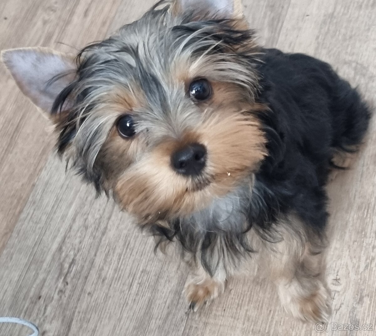 Jorkširsky terier - 2