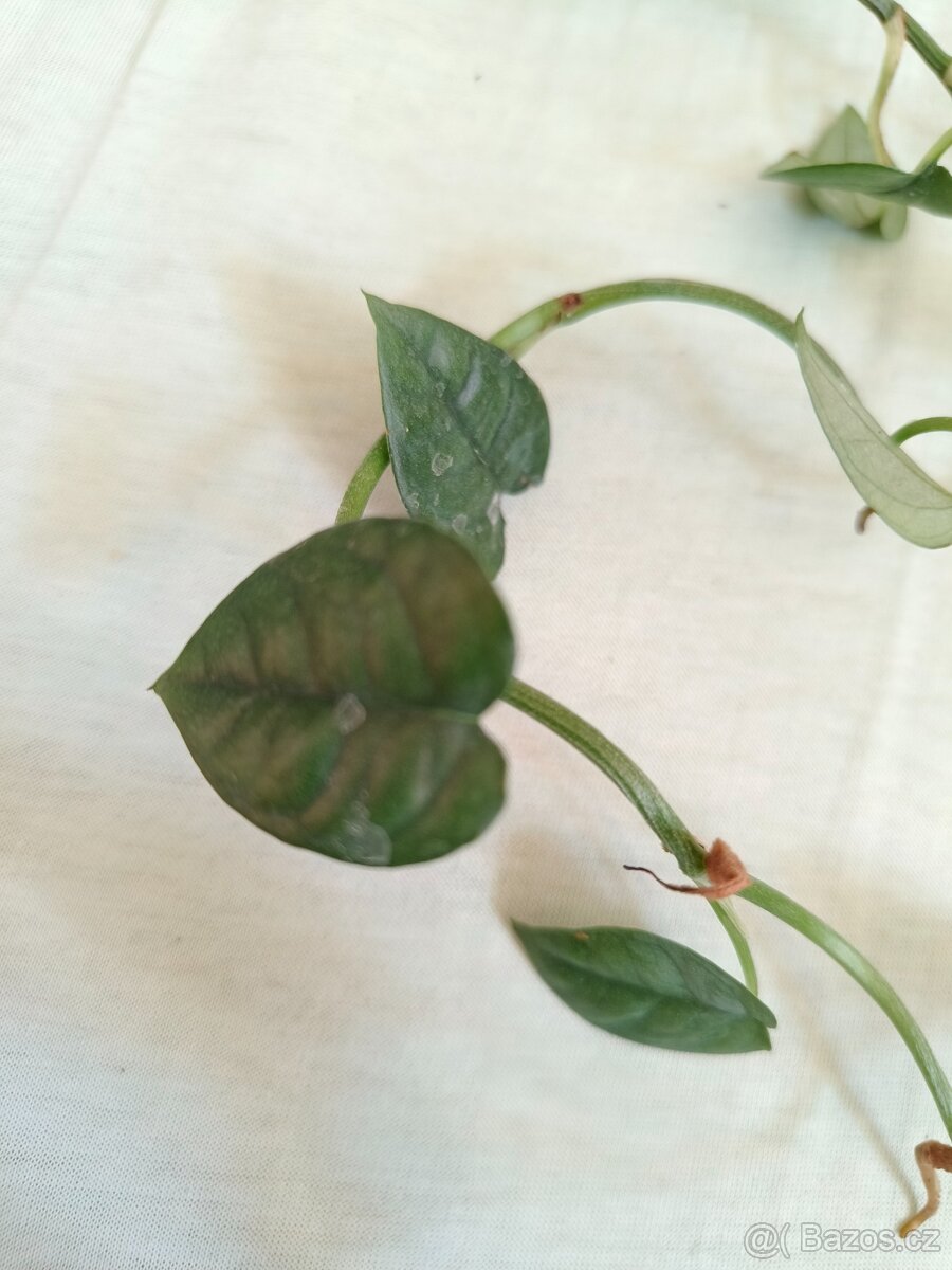 Epipremnum 2 druhy Jade, Cebu Blue island - 2