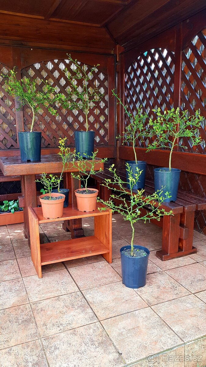 Poncirus Trifoliata, Citronečník trojlistý, stromky SLEVA - 2