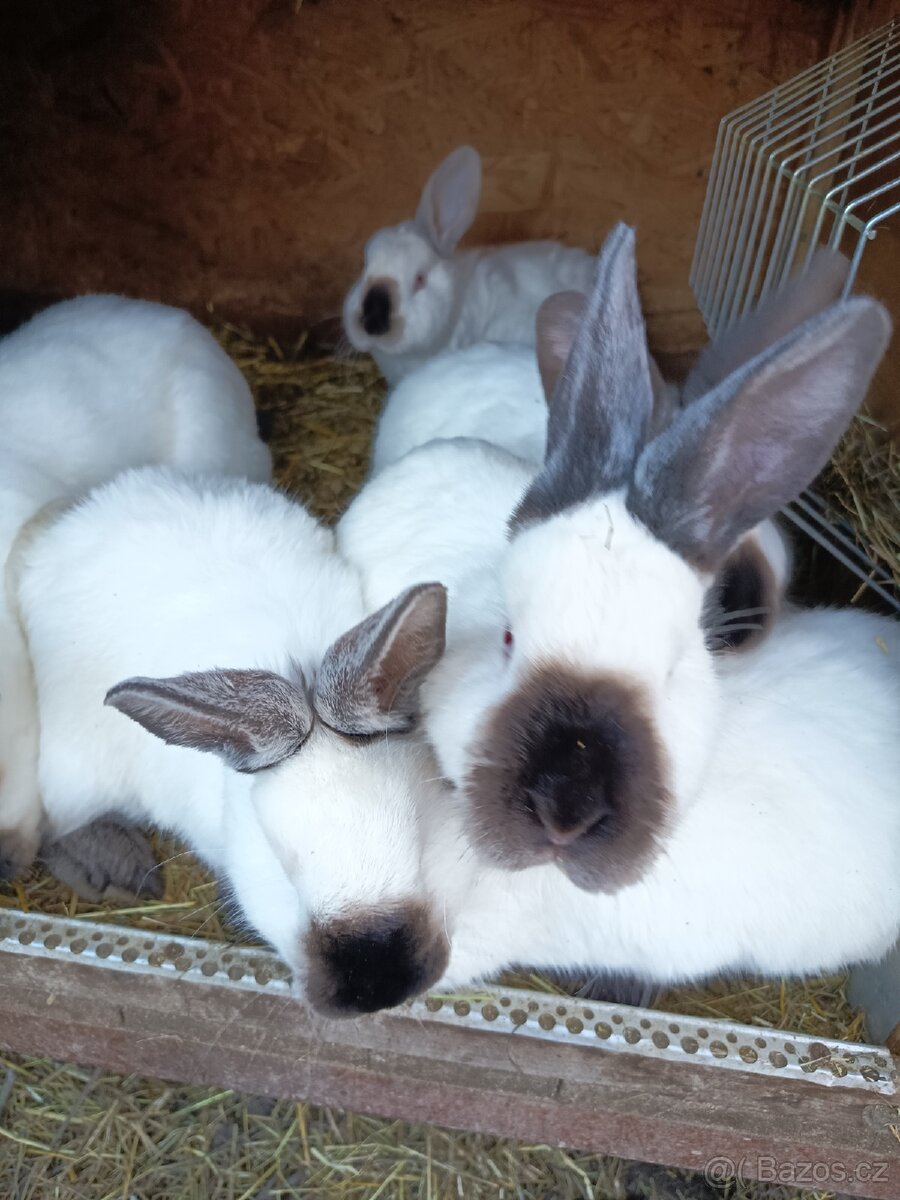 Kalifornský Králík - 2