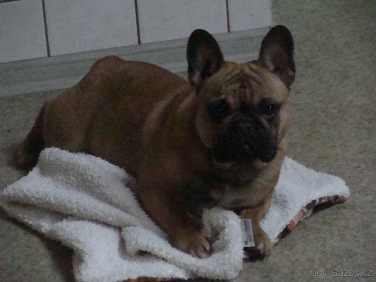 francouzský buldoček - 2