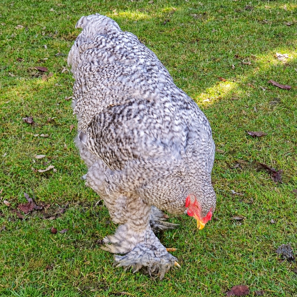 Brahmánka velká krahujcová - 2