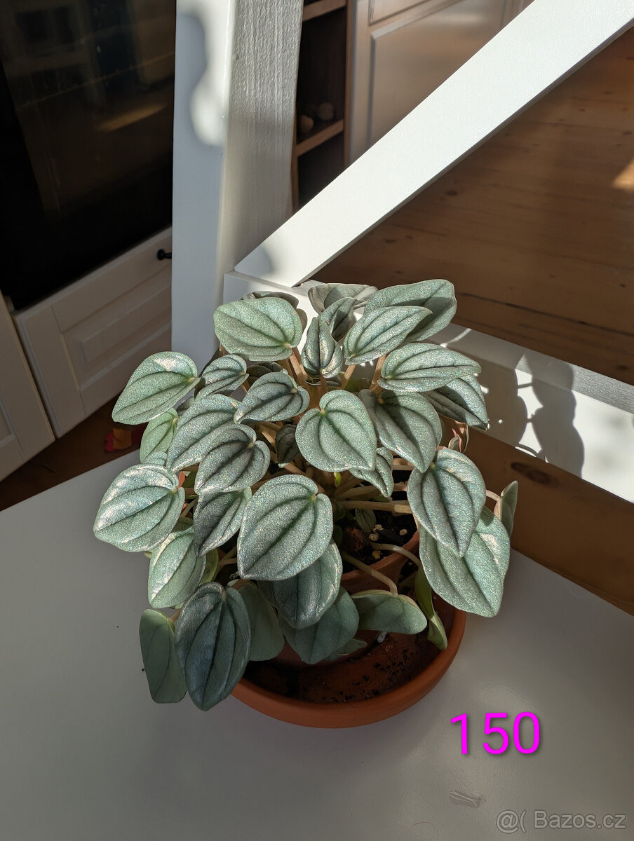 Pokojové rostliny - 2