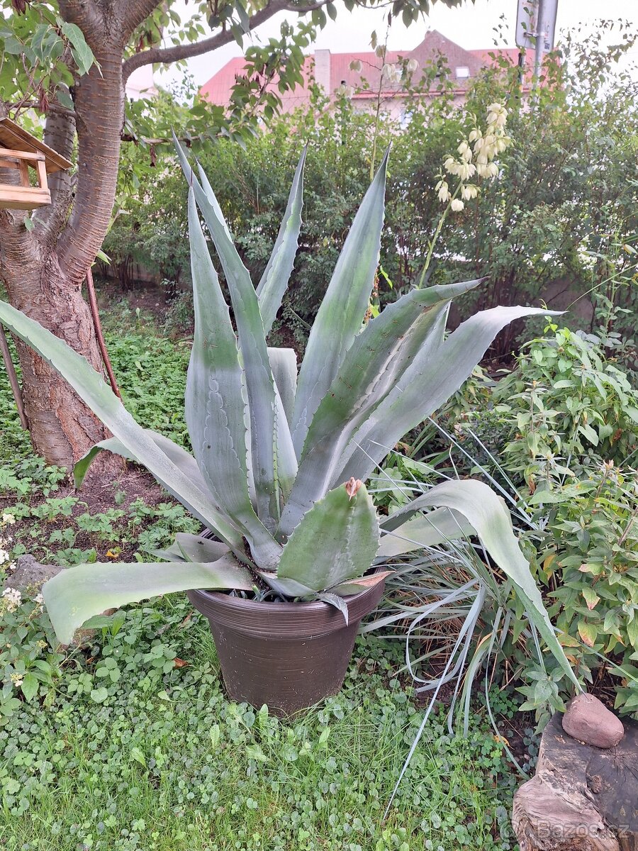 Americka agave - 2