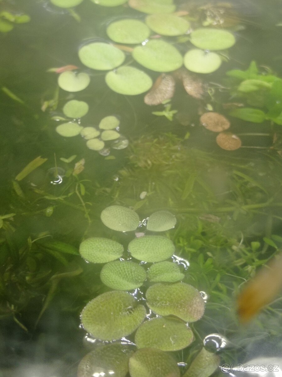 Akvarijní mechy - 2