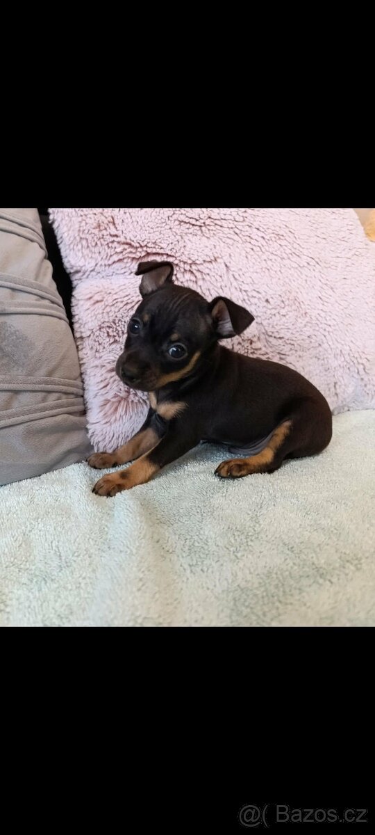 Pražsky krysařík - 2