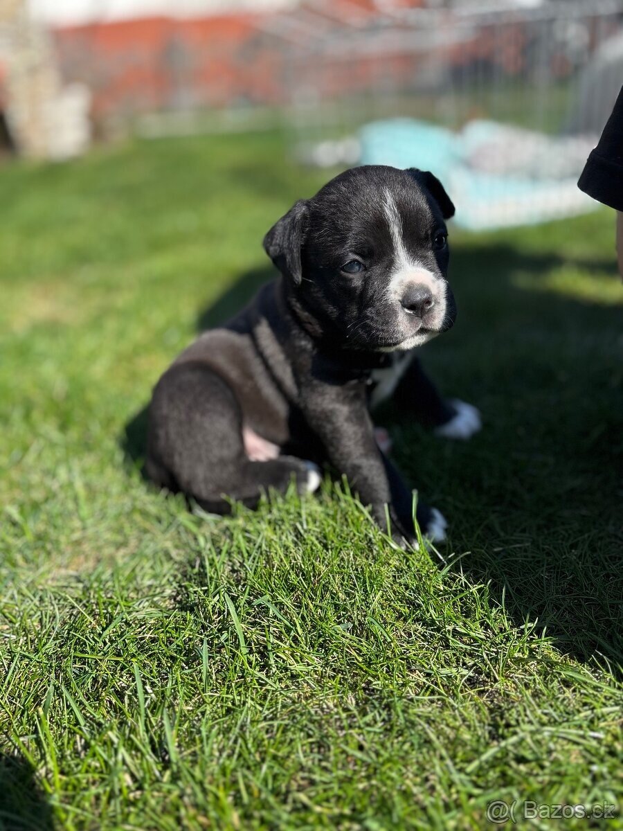American bully - 2