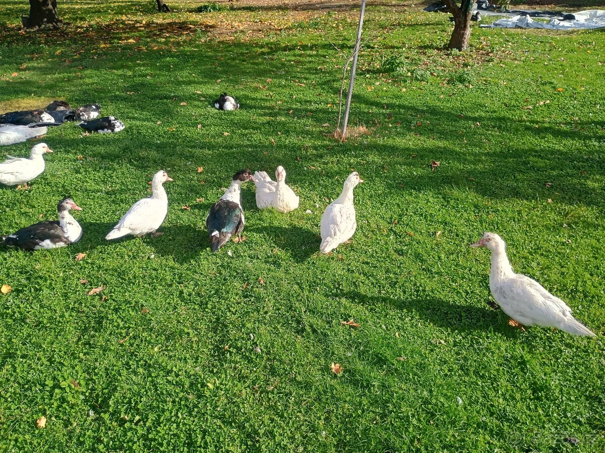 Kachna Pižmová - 2