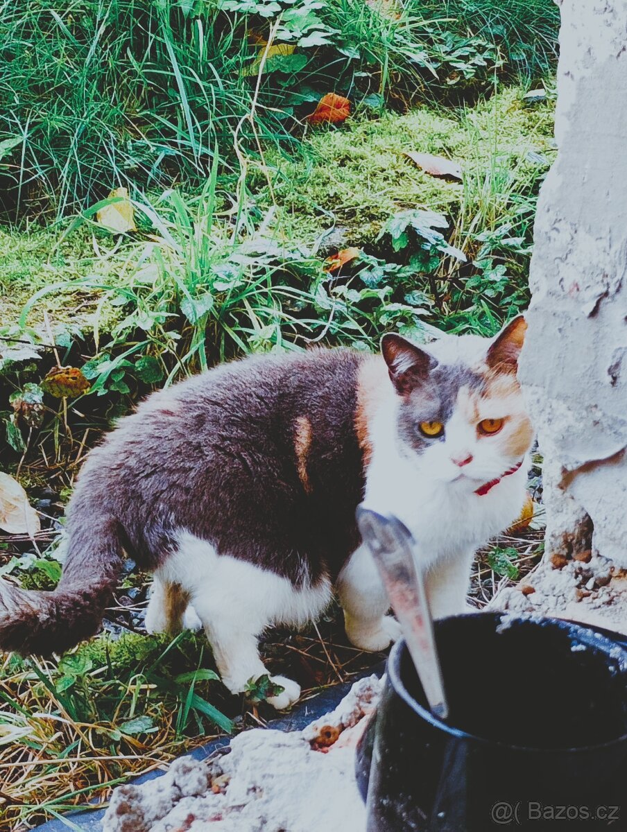Daruji kočku a kocoura - 2