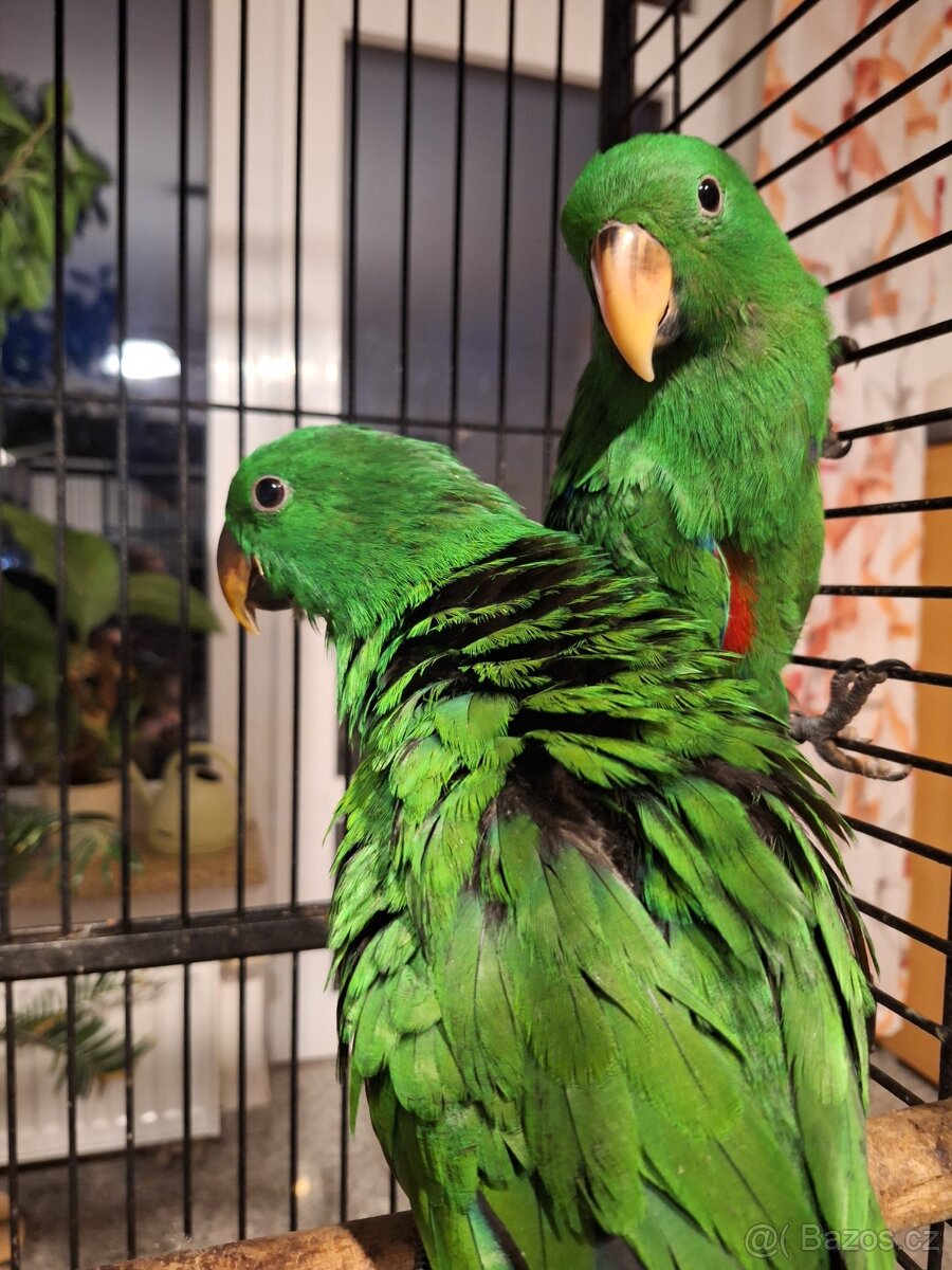 Eklektus roratus polychloros - 2