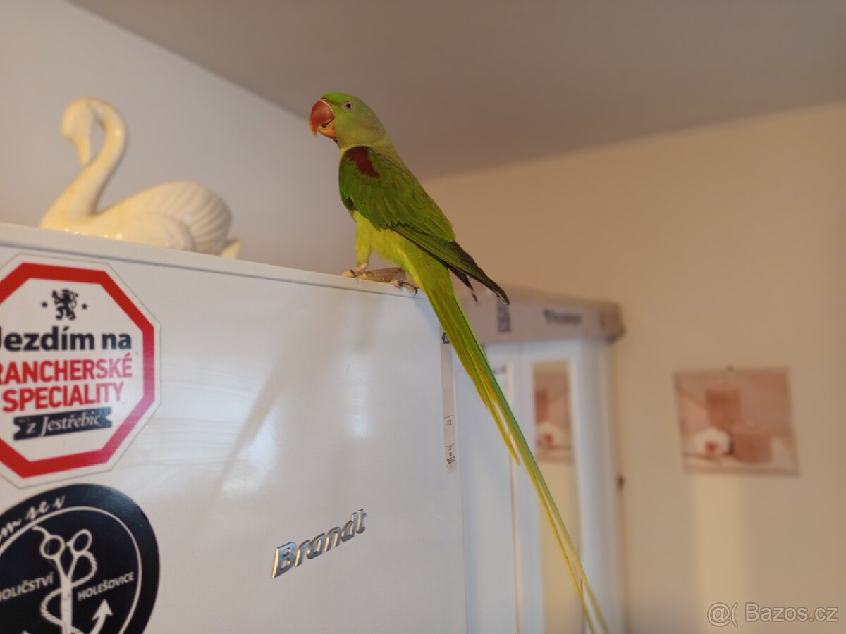 Alexandr veliký papoušek - 2
