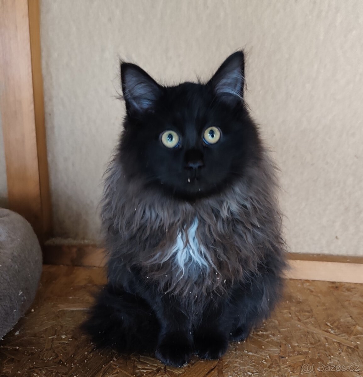 Mainská mývalí-kříženec - 2