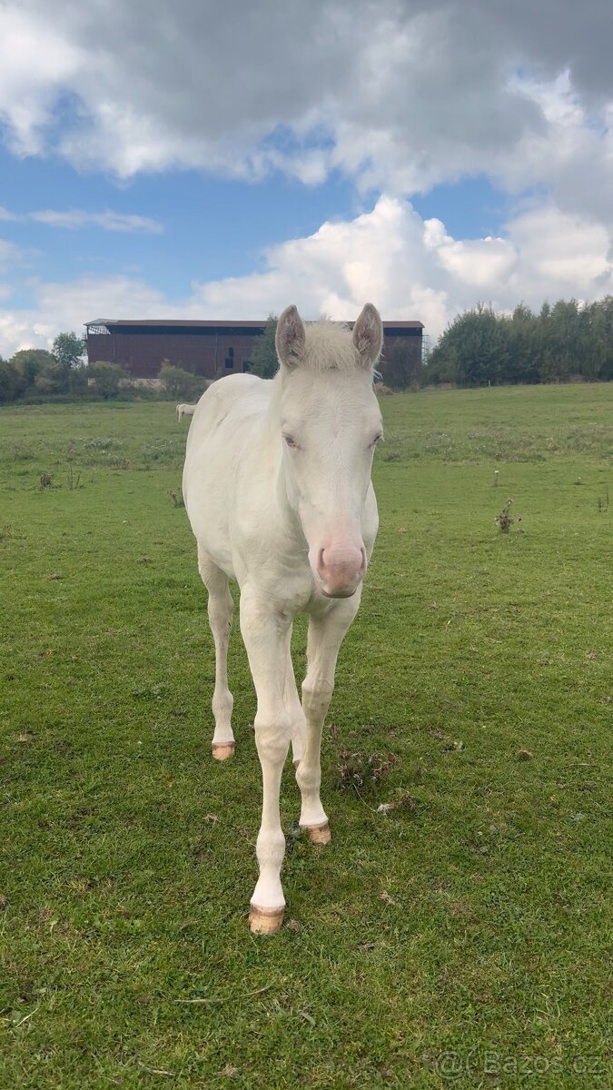 Cremello klisnička s odznaky s reining/cutting původem - 2