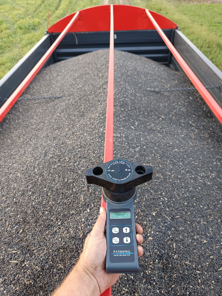 Slunečnice černá - 2