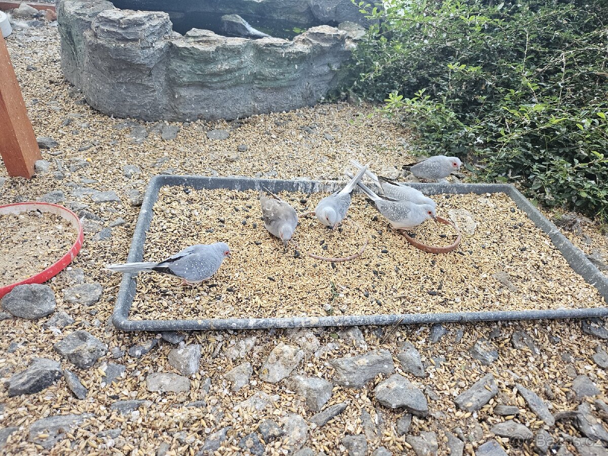 Holoubek Diamantovy z venk.voliéry - 2