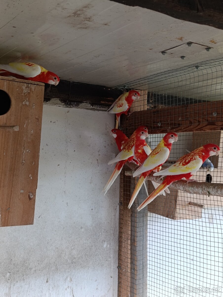 Rosela pestrá rubino - 2