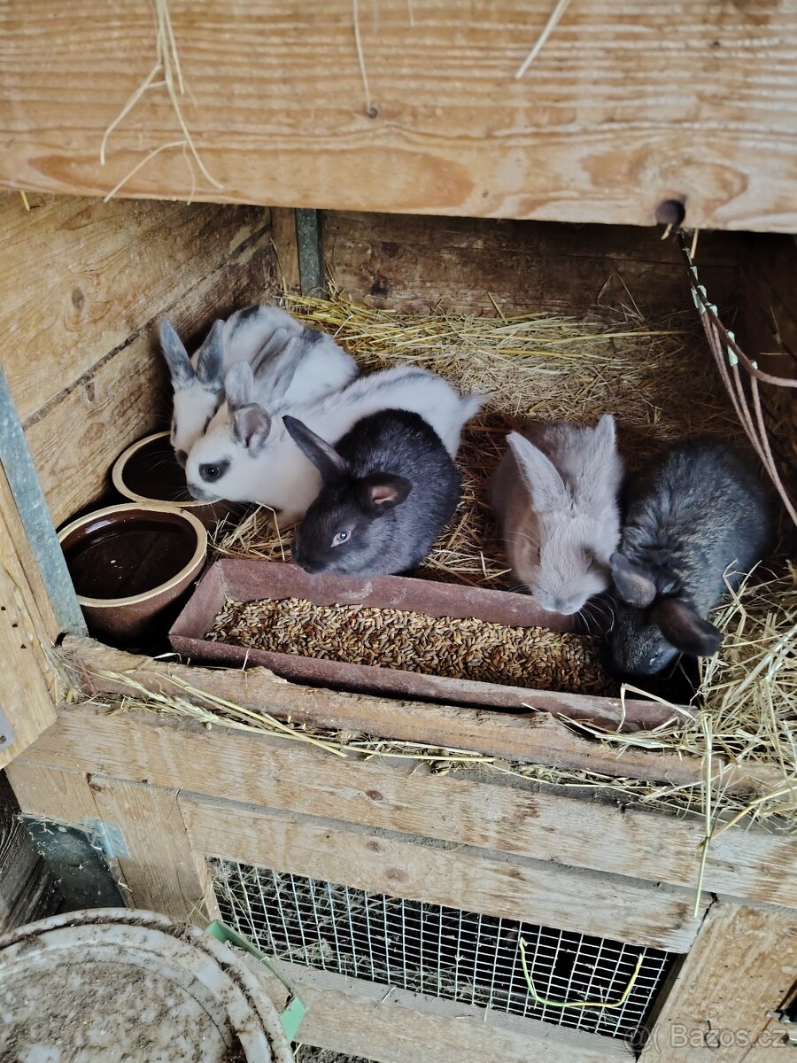 Králíci - odstávčata - 2