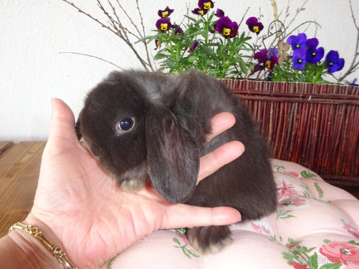 Minilop - sameček - 2