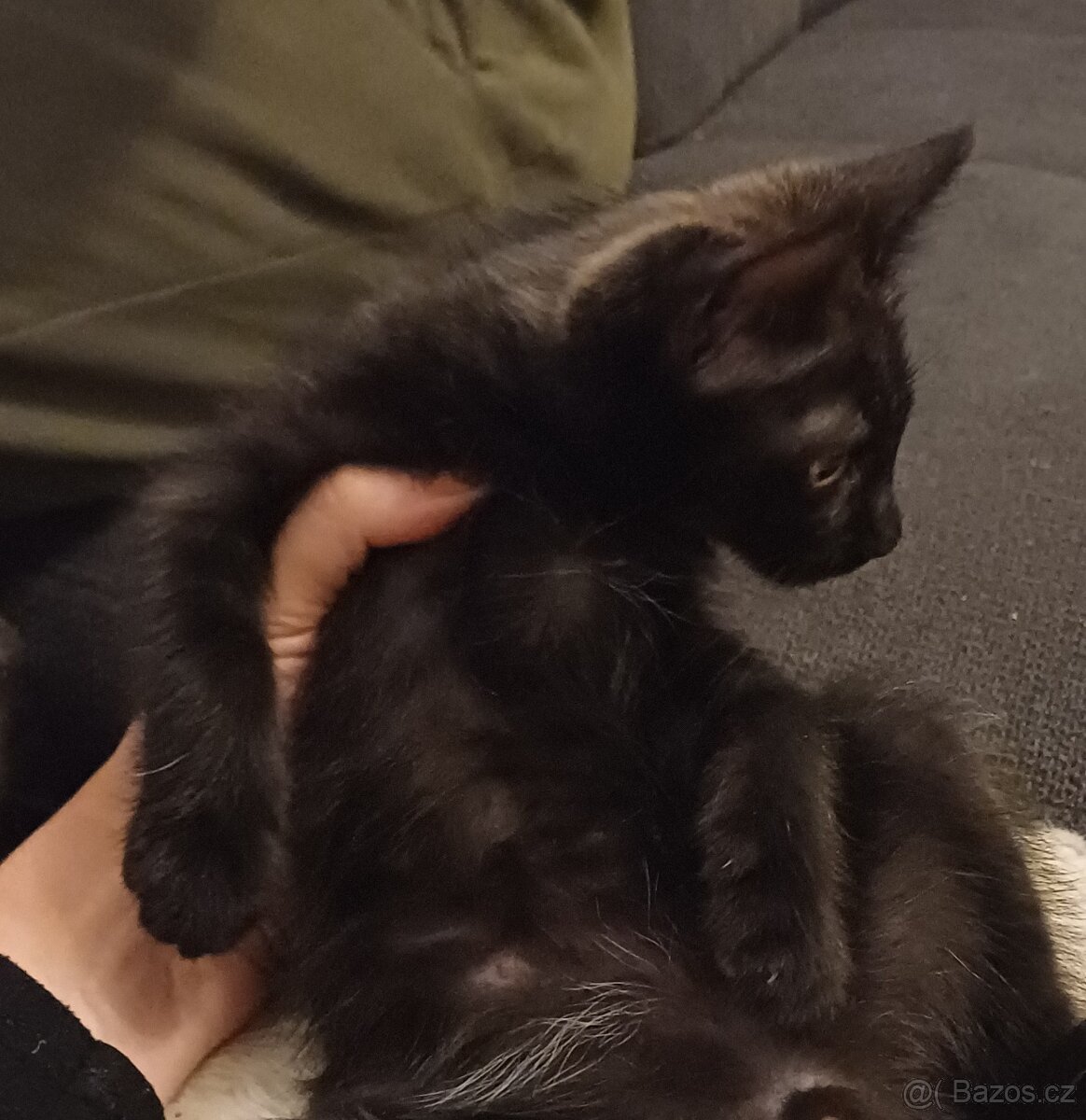 Mainská x Ragdoll x - 2