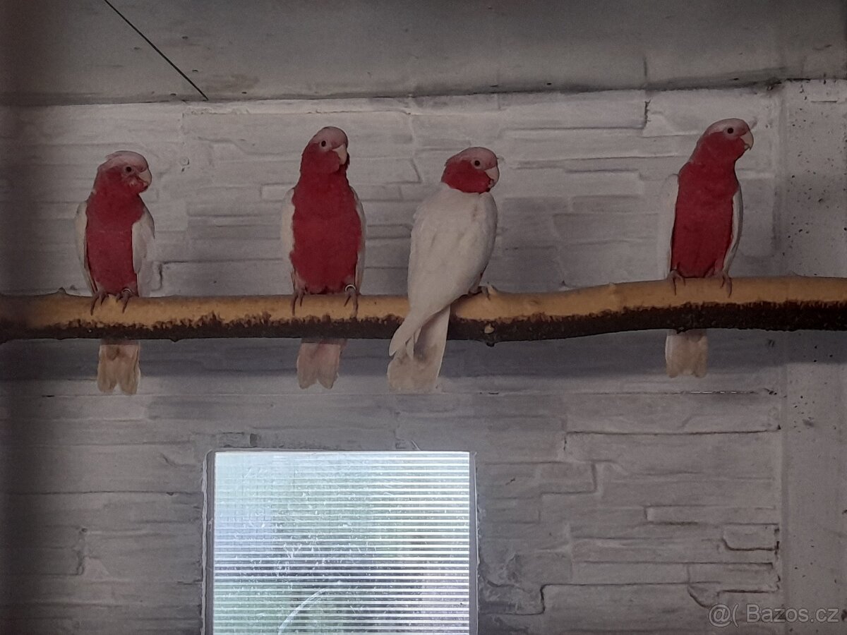 Kakadu růžový lutino - 2