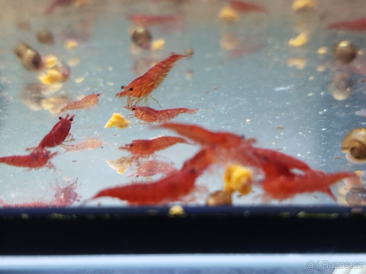 Krevetky Neocaridina Modré Červené Oranžové - 2