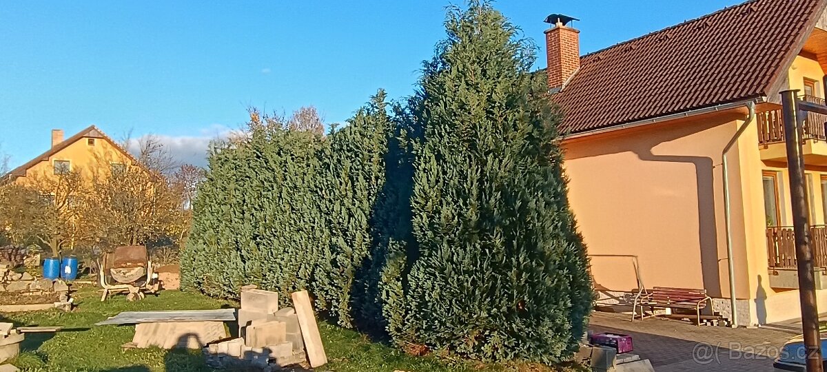 Prodej vzrostlých thují - 2