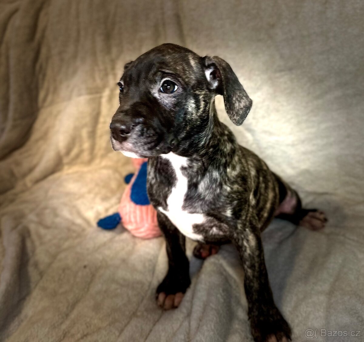 Americký pitbulterier - 2