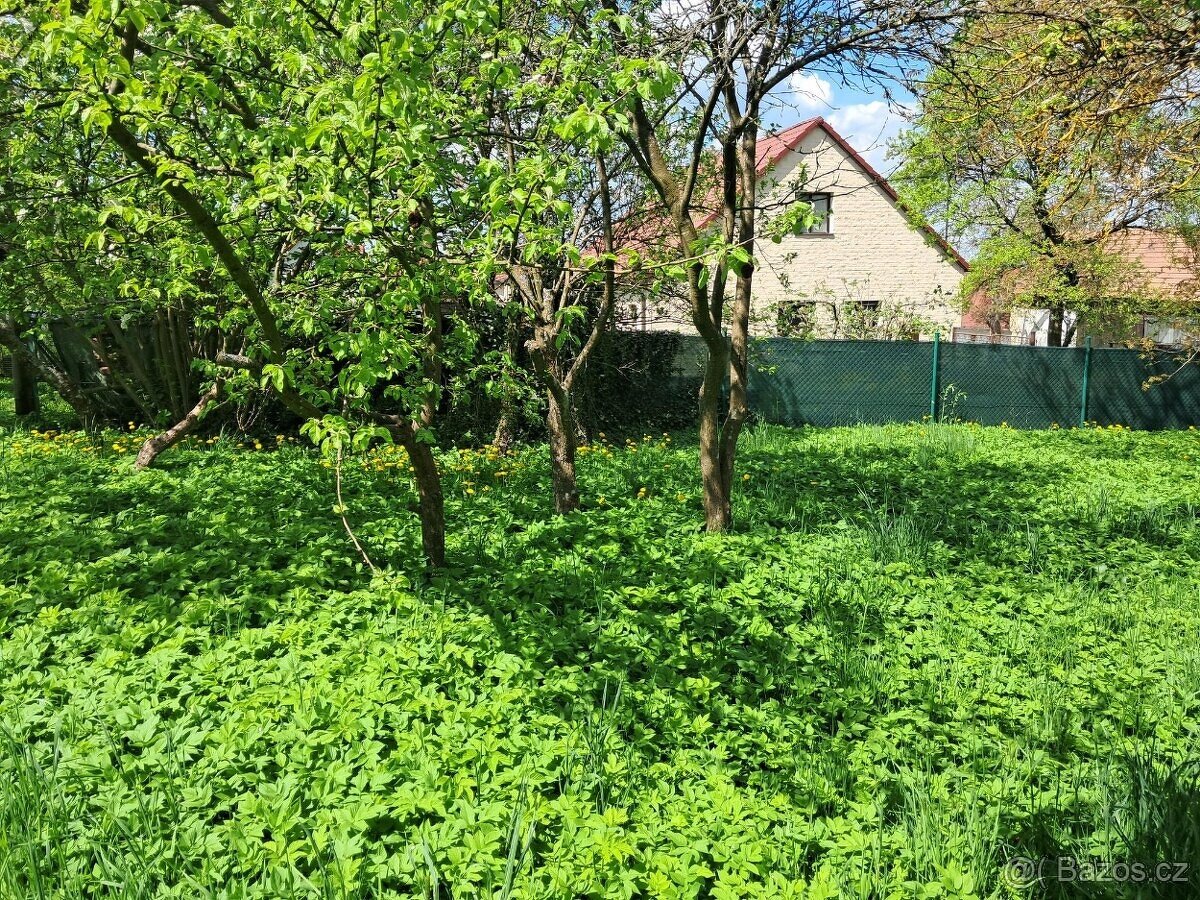 Daruji dřevo za pokácení - 2