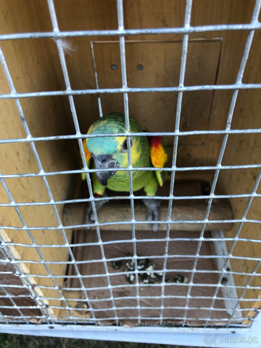 Amazonan modročely - 2