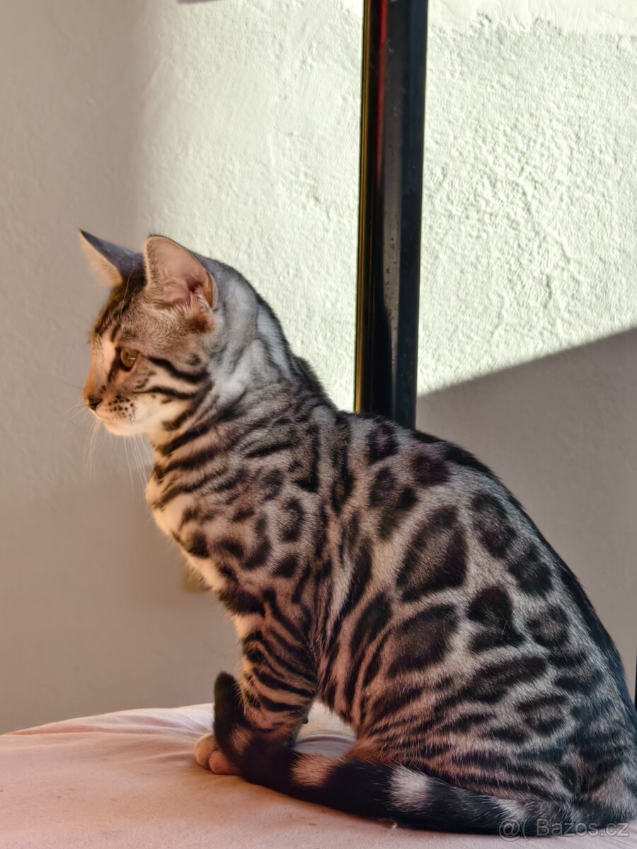 Bengálský kocourek - 2