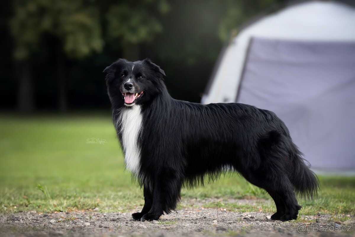 Australský ovčák - Krytí chovným psem - 2