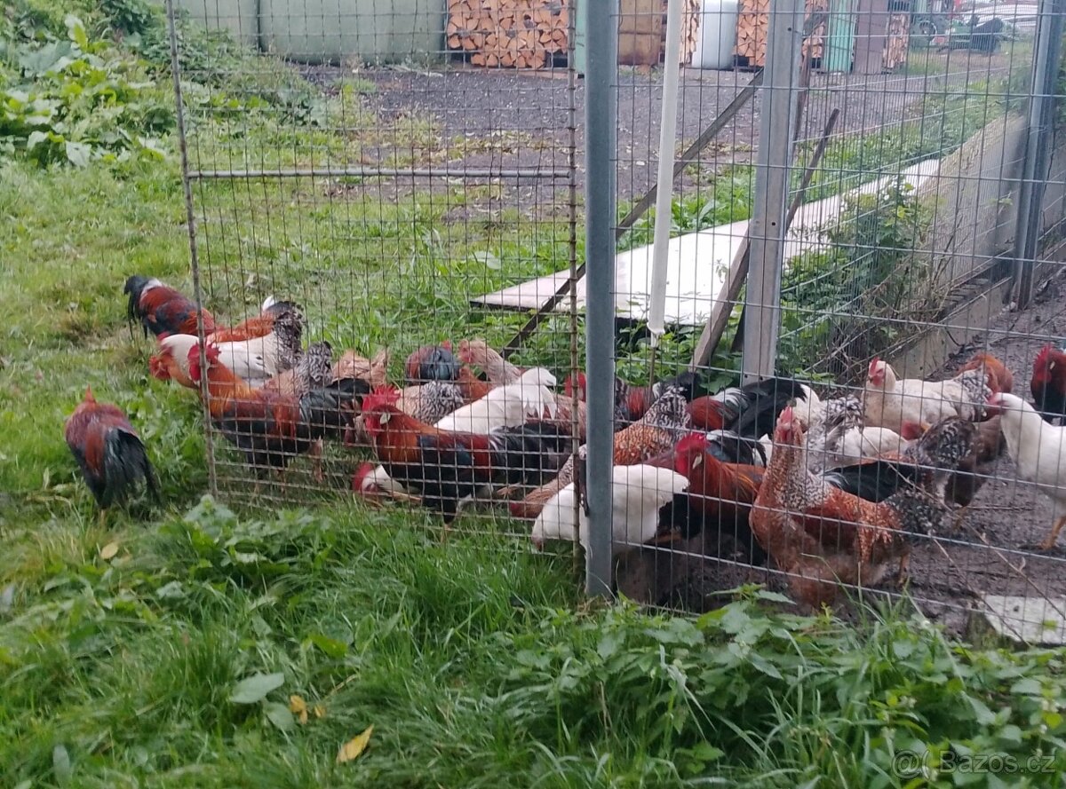 Kohouti 7 měsíců starý - 2