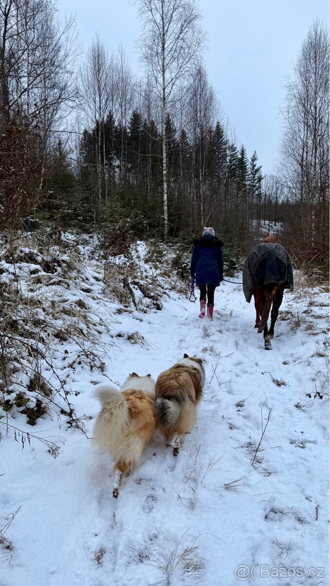 Nabídka docházky ke koním - 2