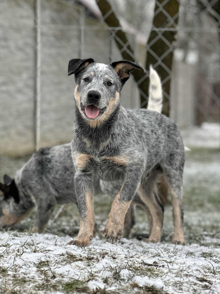 Australský honácký pes - s PP - 2