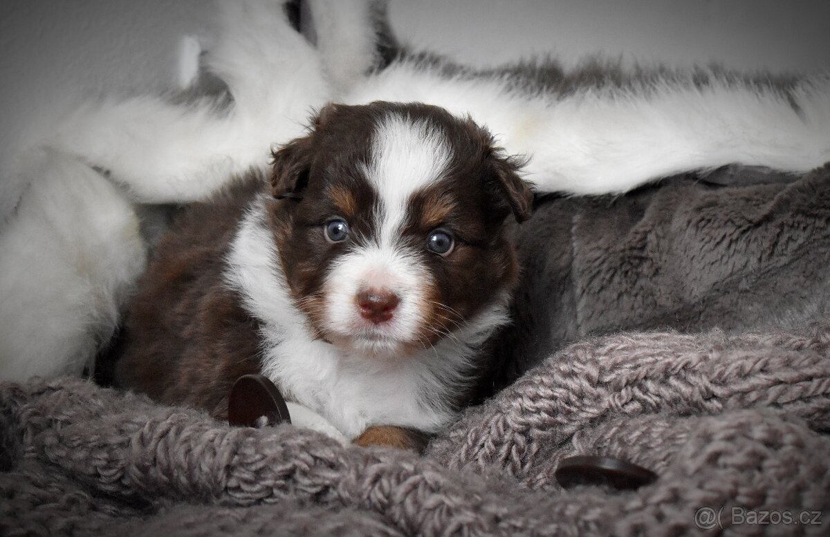 Australský ovčák s PP - 2