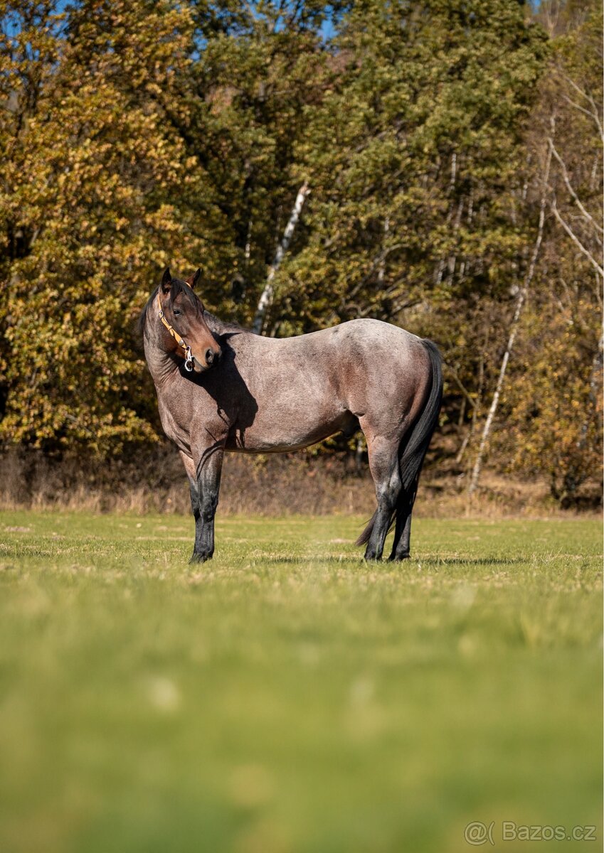 Připouštění hřebcem AQH - 2