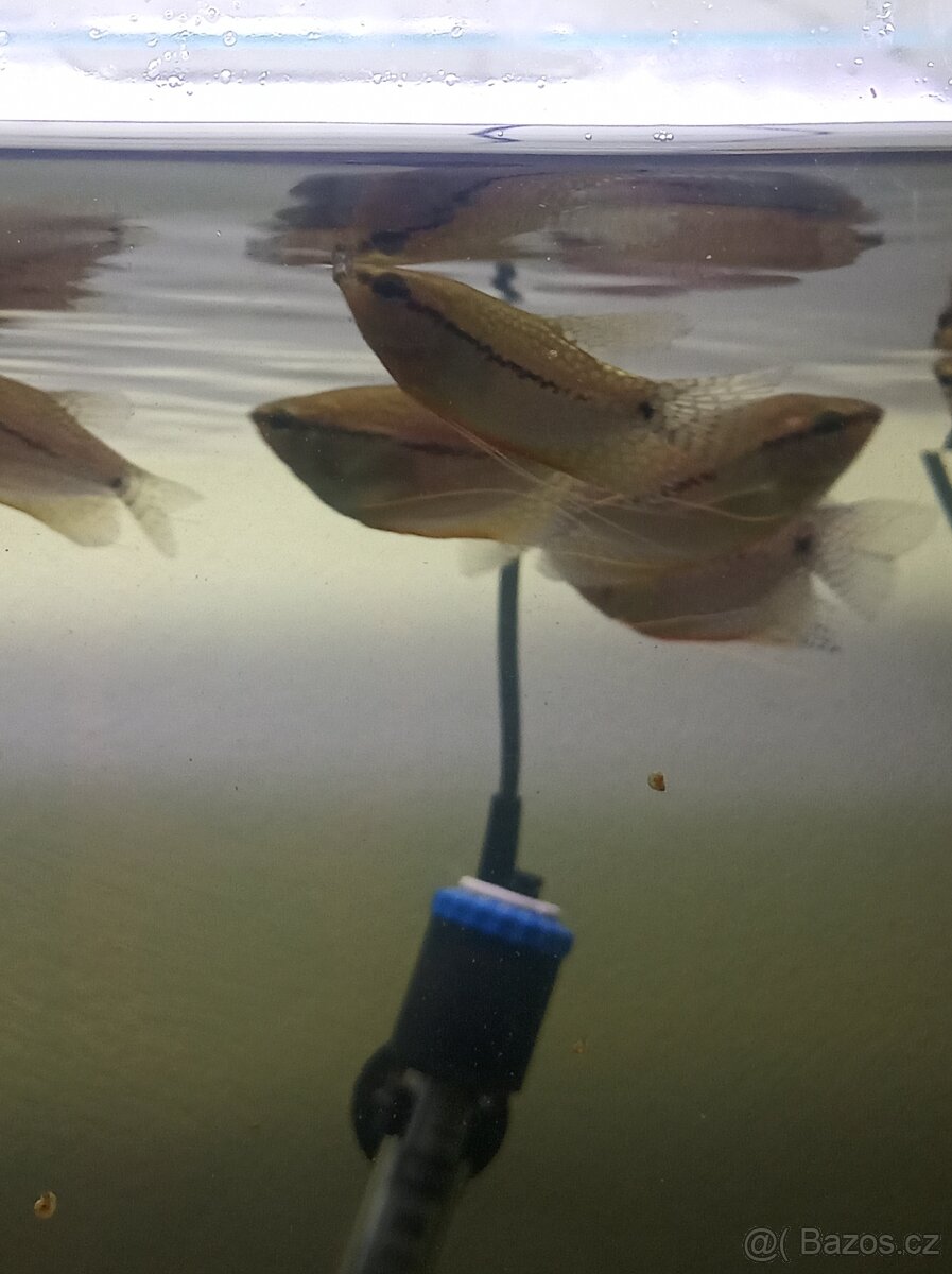 Čichavec perleťovy - 2