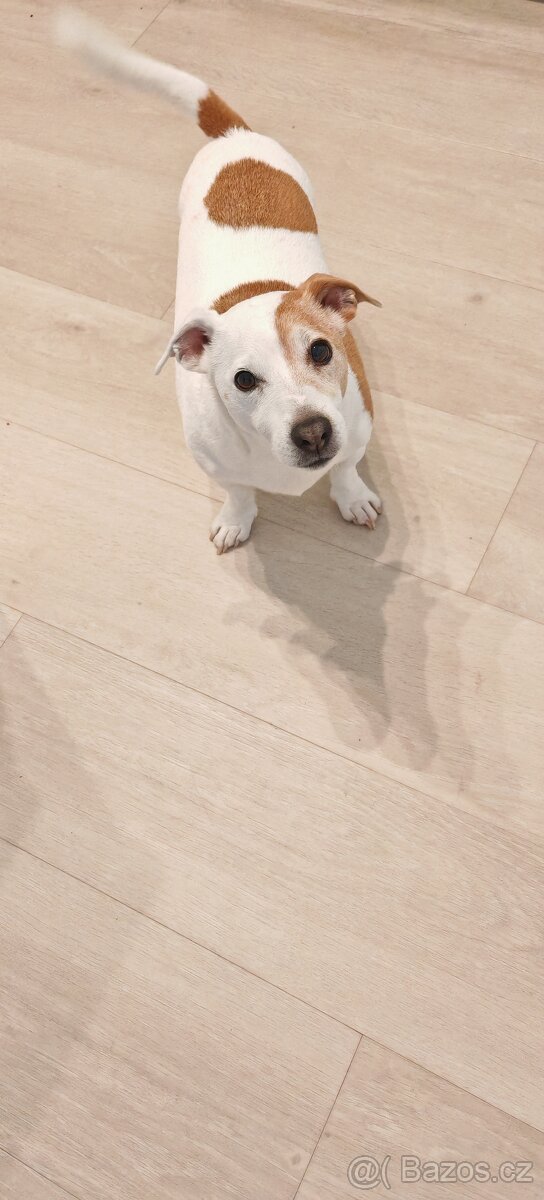 Jack Russell teriér - 2