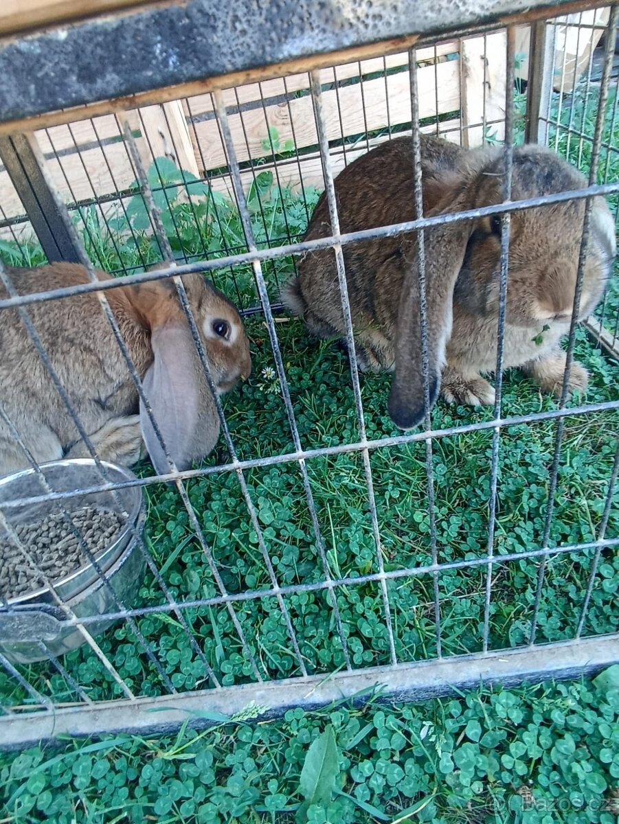 Zakrslý králíci - 2