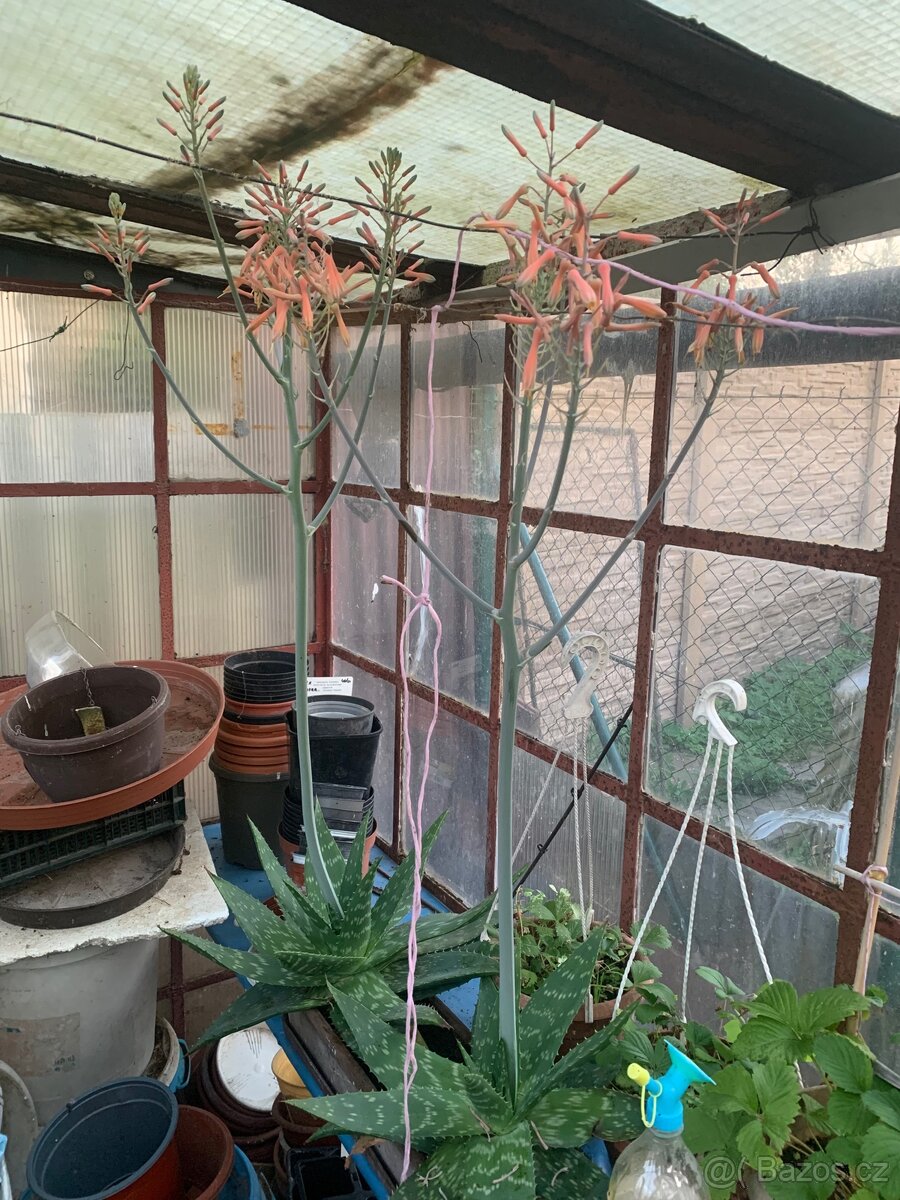 Aloe Vera - 2
