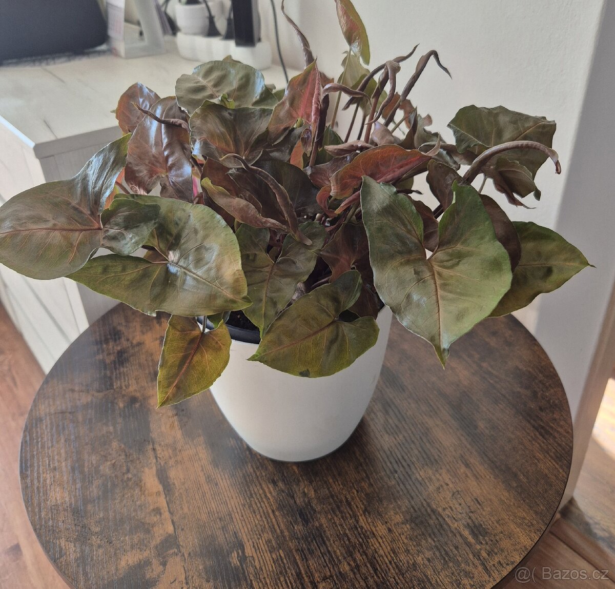 Prodám syngonium - 2